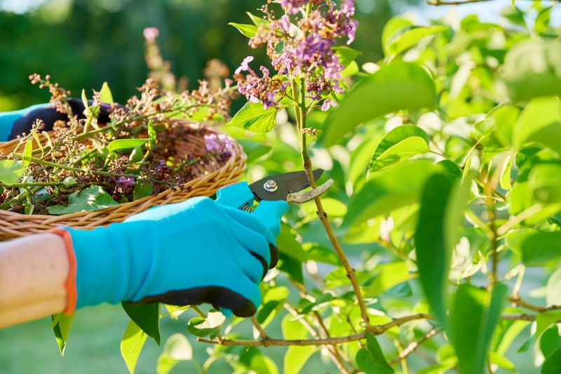 Contact About Weigela Pruning Service