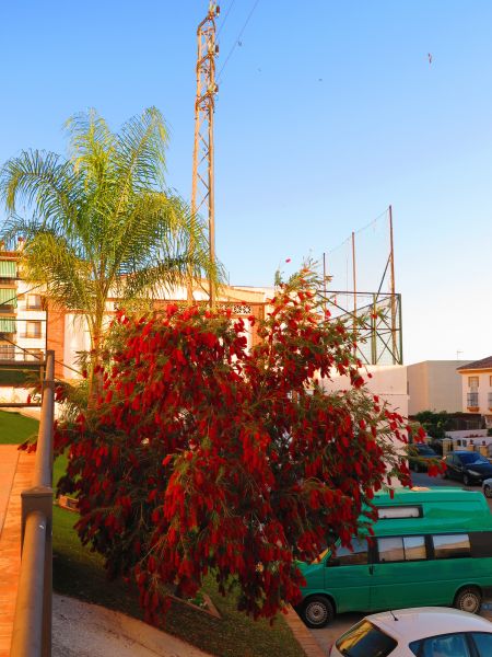 Bottle Brush Shrub Pruning