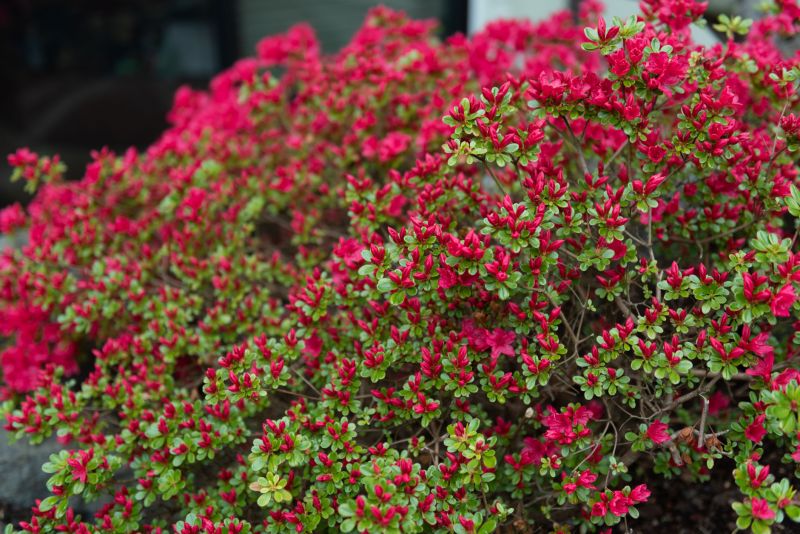 Weigela Pruning Service