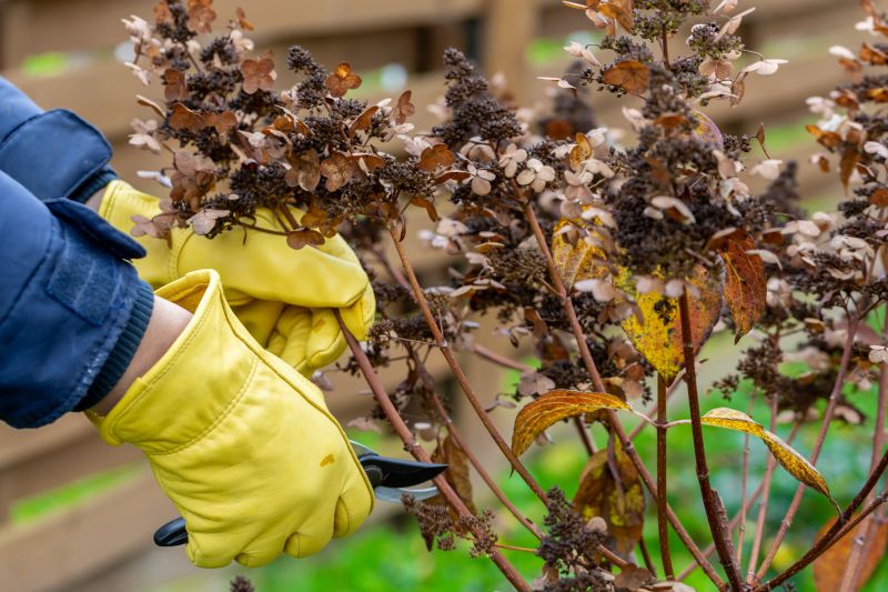 Weigela Pruning Service