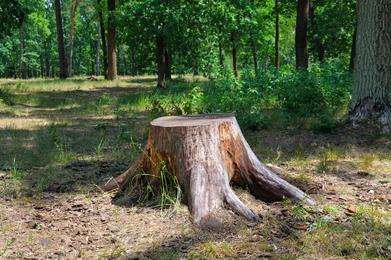 Bamboo Stump Removal in Calvert County, MD