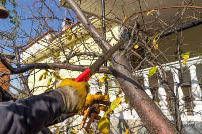 Birch Tree Pruning in San Jose, CA
