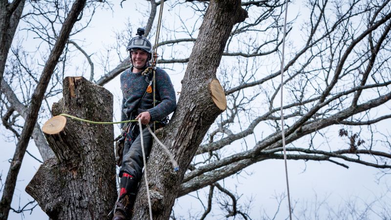 Commercial Tree Service in Reno, NV