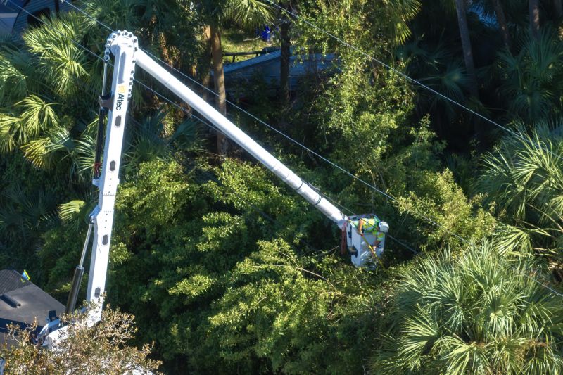 Commercial Tree Trimming in Denver, CO