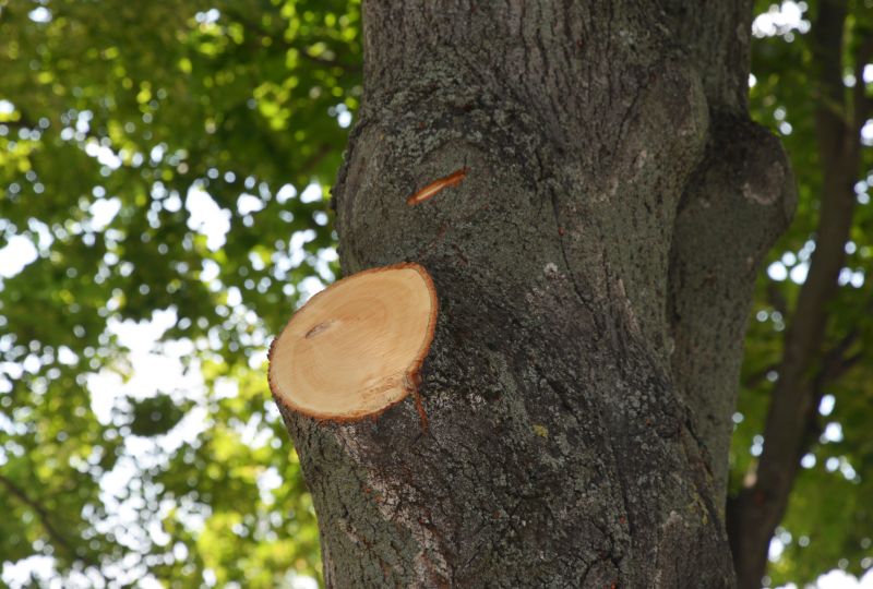 Deadwood Removal in Doylestown, PA