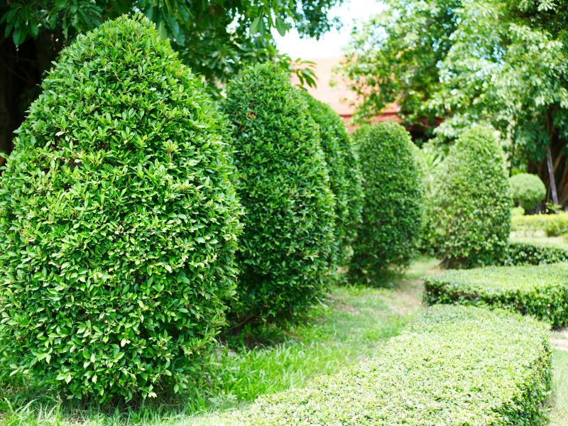 Evergreen Hedge Trimming in Ventura County, CA