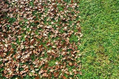 Lawn with Excess Leaves