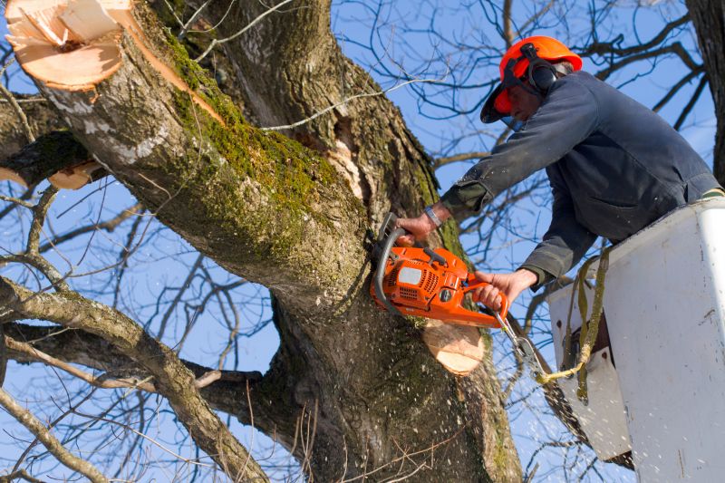 Hickory Tree Removal in Pottstown, PA