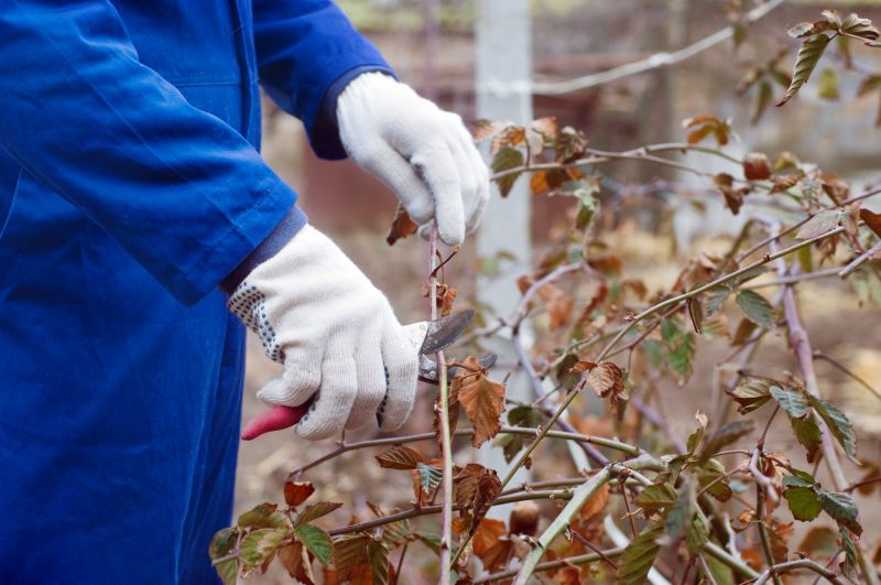 Hydrangea Pruning in Rockwall, TX