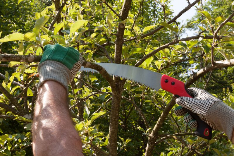 Maple Tree Pruning in Allentown, PA