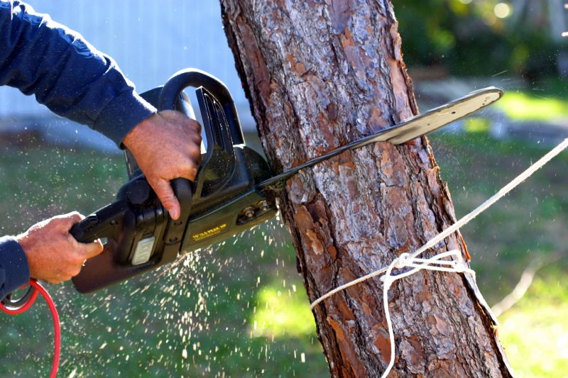 Mimosa Tree Removal in Allentown, PA
