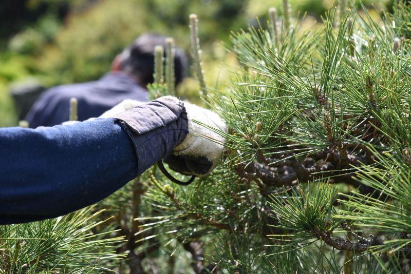 Oak Tree Pruning in San Jose, CA