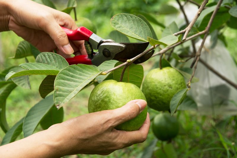 Peach Tree Pruning in Pottstown, PA