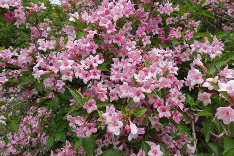 Blooming Weigela